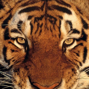 Meet your Posher, Albert